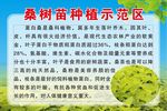 桑树苗种植示范区