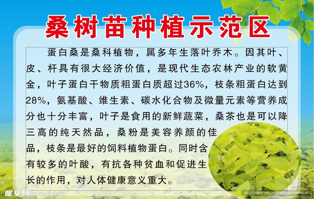 桑树苗种植示范区