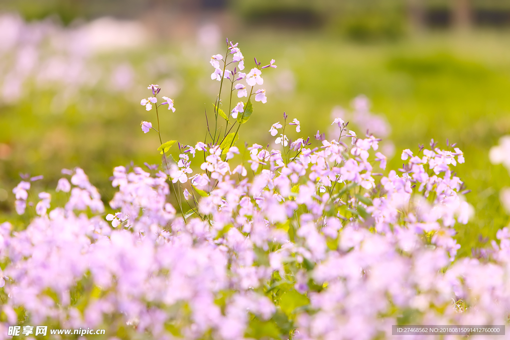 小清新   花   素材