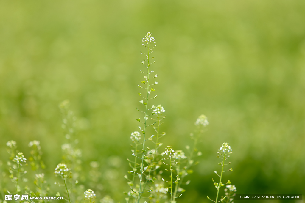 小清新   花   素材