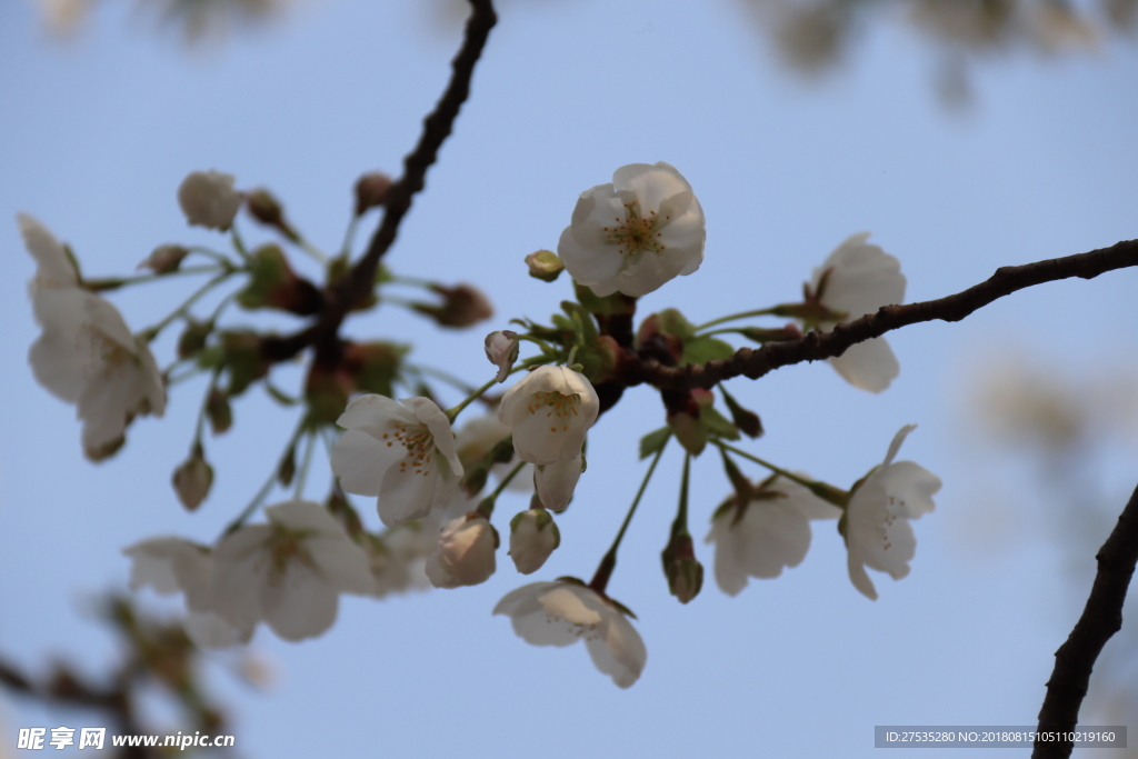 樱花