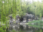 柳树