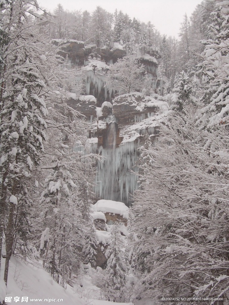 冬日里的树林风景