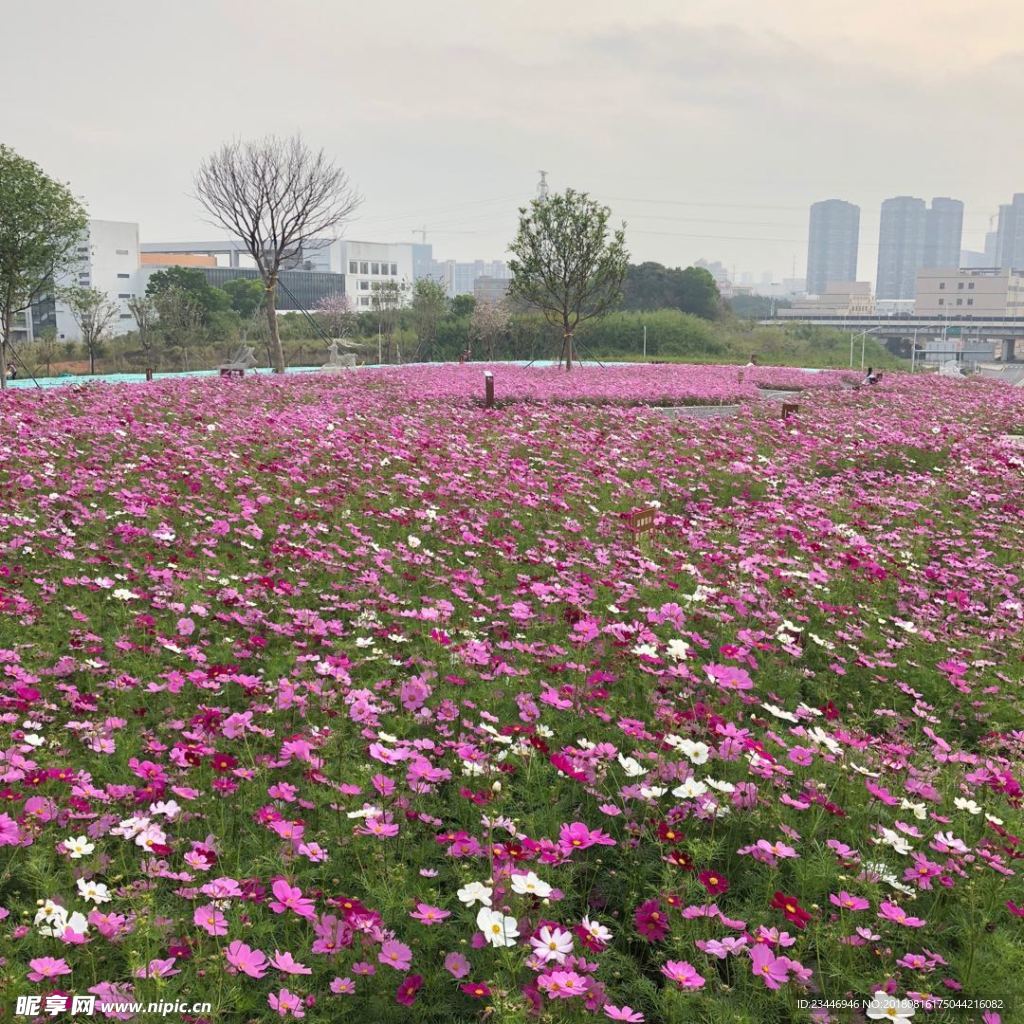 花海