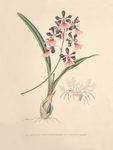 装饰画 手绘花卉 文化艺术绘画