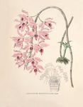 装饰画 手绘花卉 文化艺术绘画