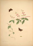 装饰画 手绘花卉 手绘植物 复