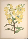 装饰画 欧美装饰画 手绘花卉