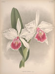 装饰画 欧美装饰画 手绘花卉