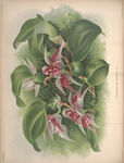 装饰画 欧美装饰画 手绘花卉