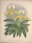 装饰画 欧美装饰画 手绘花卉