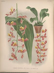 装饰画 欧美装饰画 手绘花卉