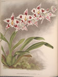 装饰画 欧美装饰画 手绘花卉