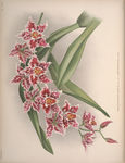 装饰画 欧美装饰画 手绘花卉