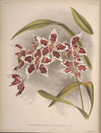 装饰画 欧美装饰画 手绘花卉