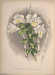 装饰画 欧美装饰画 手绘花卉