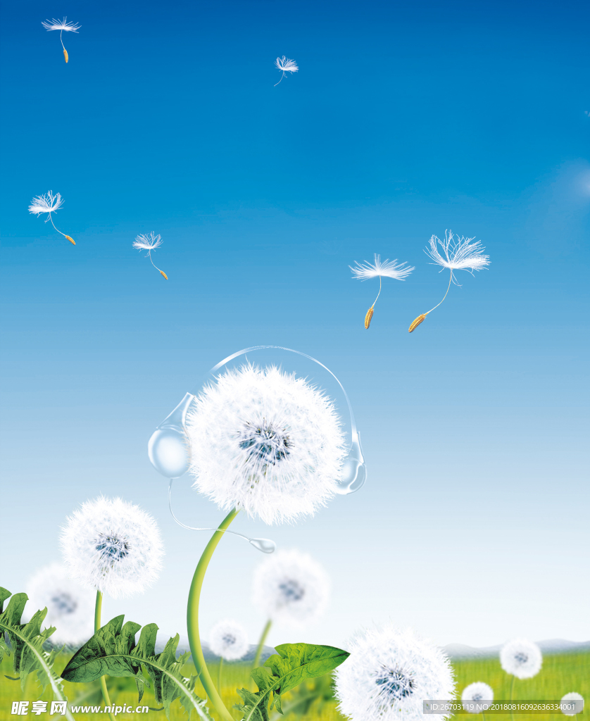 蒲公英