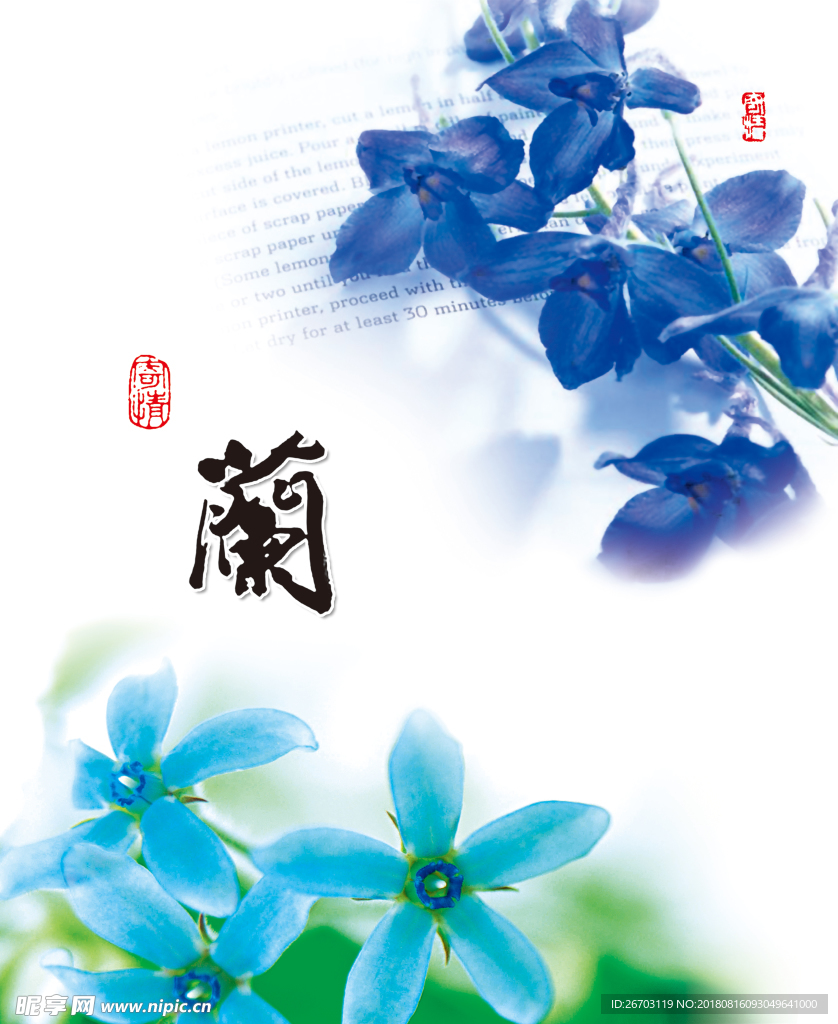 兰花
