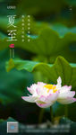 夏至 地产 单图 节气