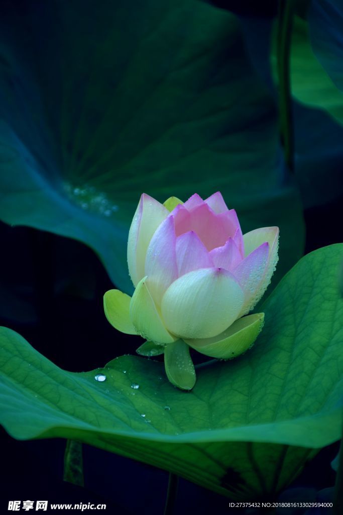 荷花