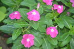 长春花