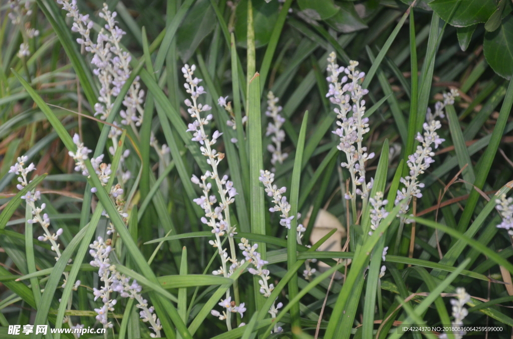 沿阶草