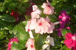 长春花