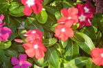 长春花