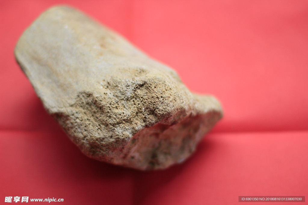 中药龙骨—古代动物化石