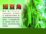 短豆角