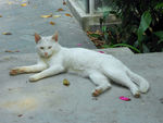 白色小野猫