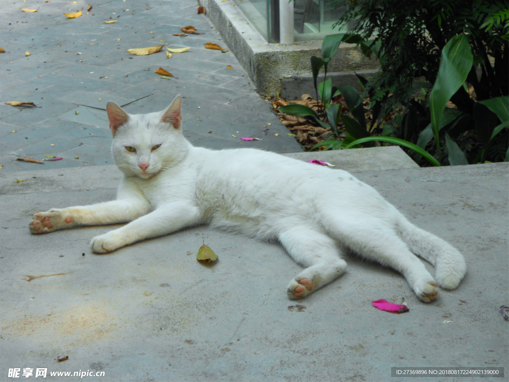 白色小野猫