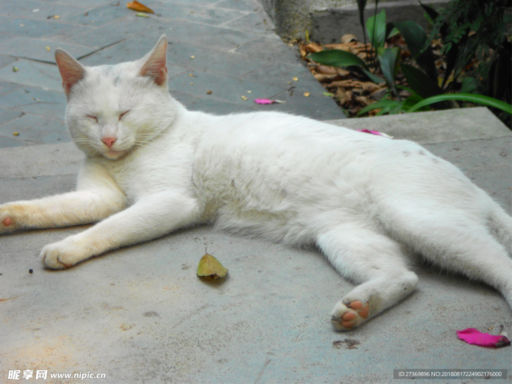 刚睡醒的白色小野猫