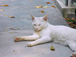 白色小野猫