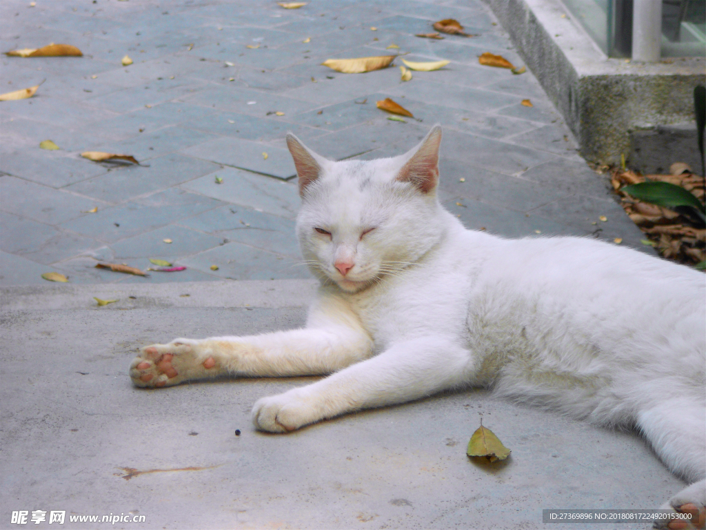 白色小野猫