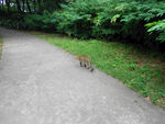 小野猫