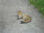 小野猫