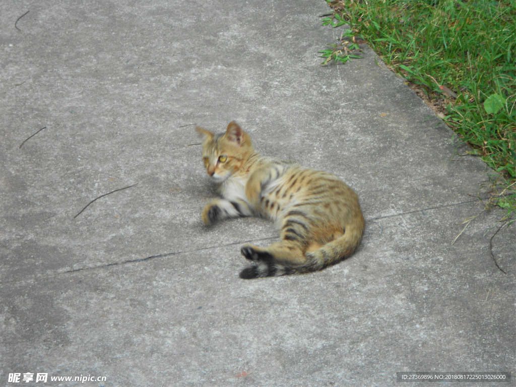 小野猫