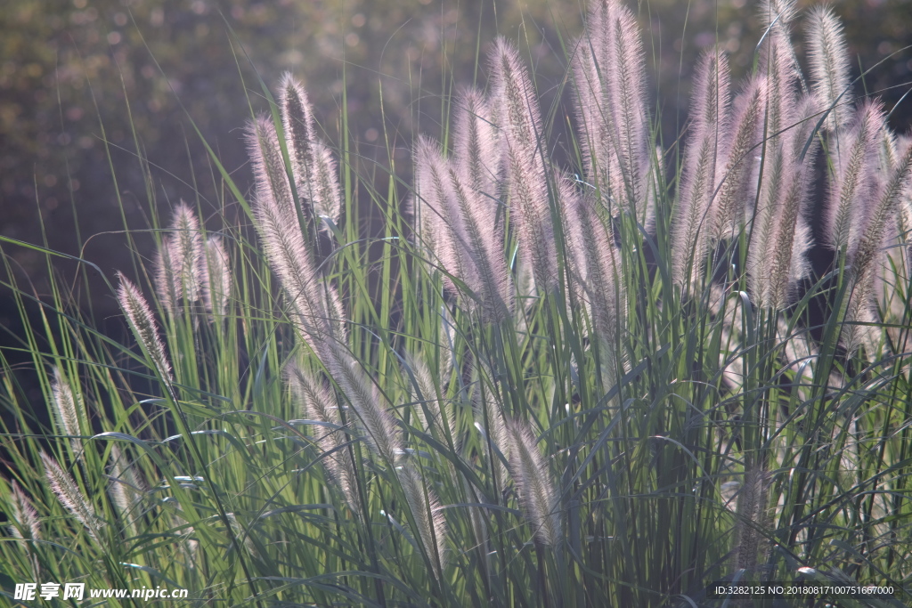 夏日野草