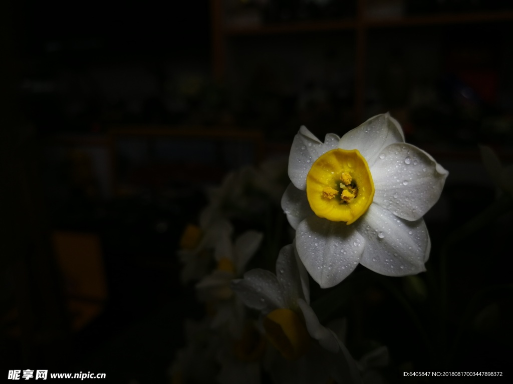 水仙花