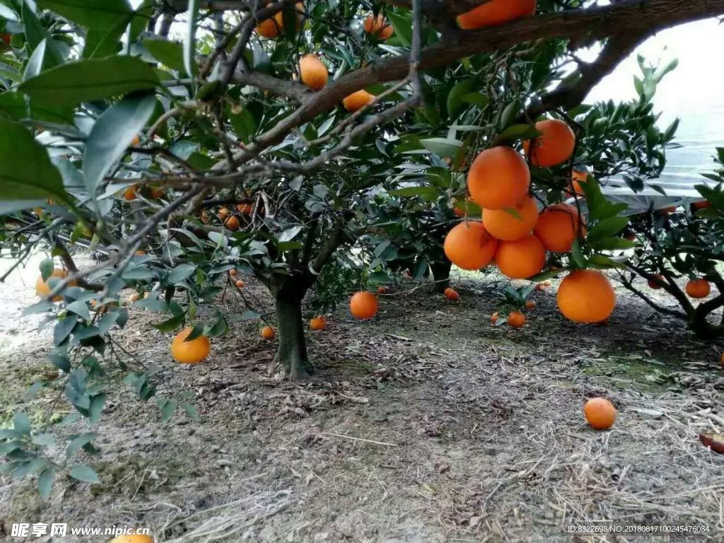 金堂脐橙 树梢上的脐橙 果树下