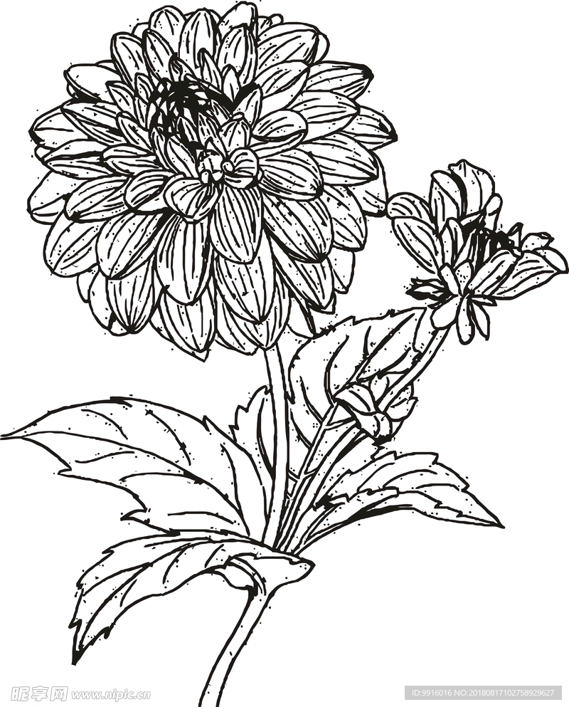 大丽花