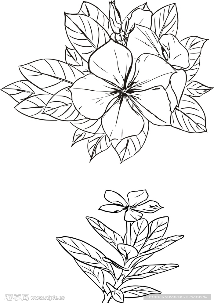 长寿花