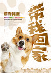 宠物领养