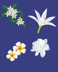 栀子花