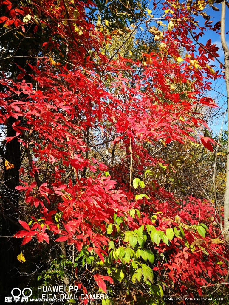 深秋