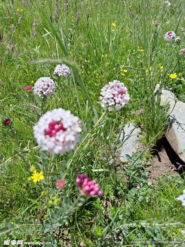 草原野花