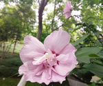 木槿