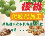 青核桃 干核桃代收代加工