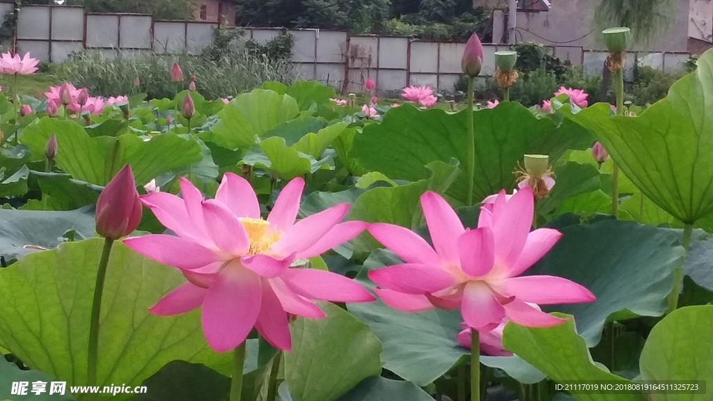 荷花